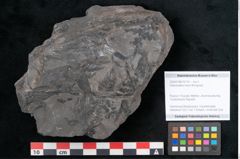 Foto (Objekt + Etikett) von Odontopteris minor Brongniart (NHMW-GEO-2024-0188-10714)